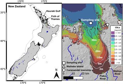 Vertical stratification of phytoplankton biomass in a deep estuary site: implications for satellite-based net primary productivity